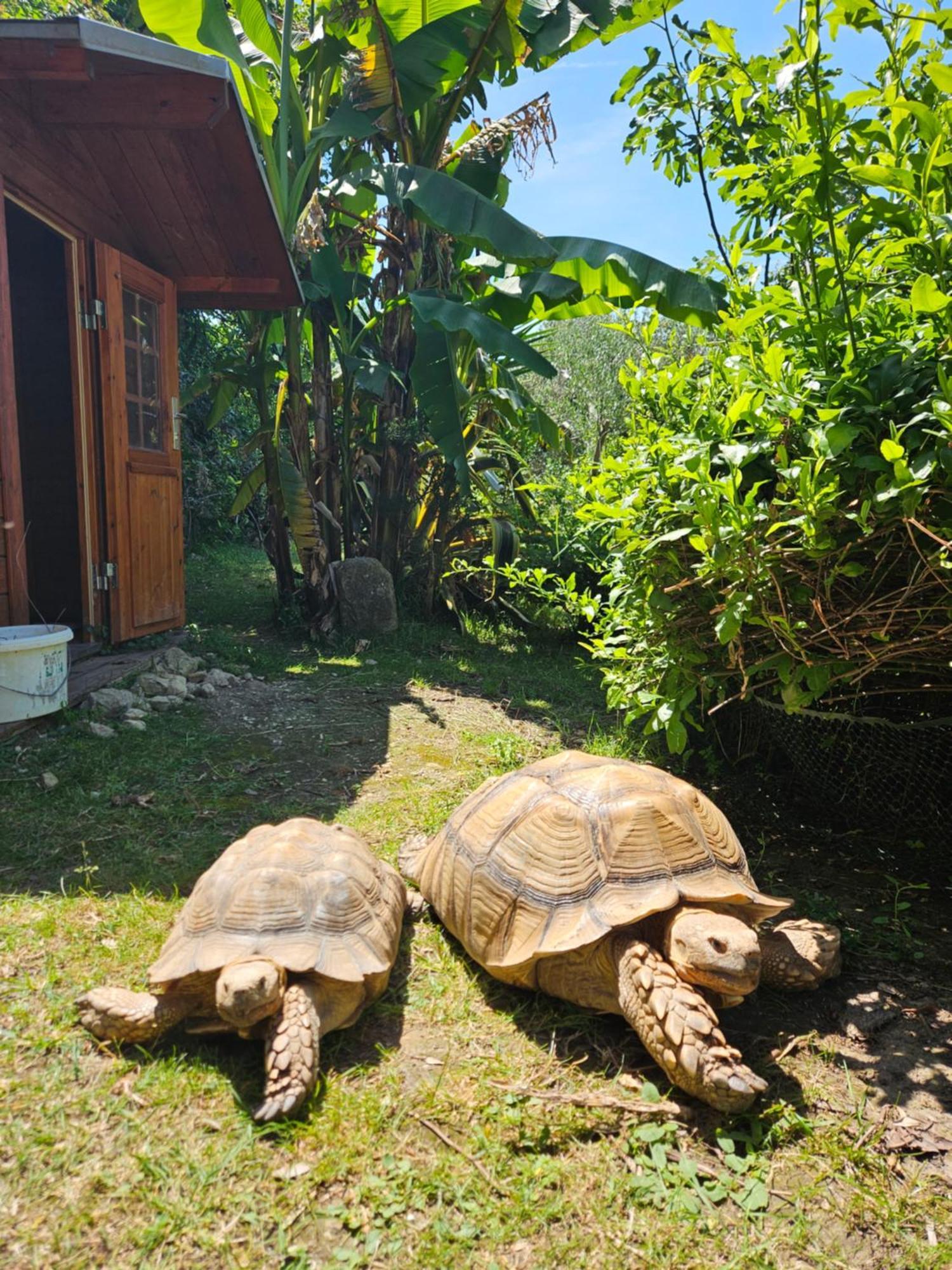 Paradise House At Sea Rab Town Bagian luar foto